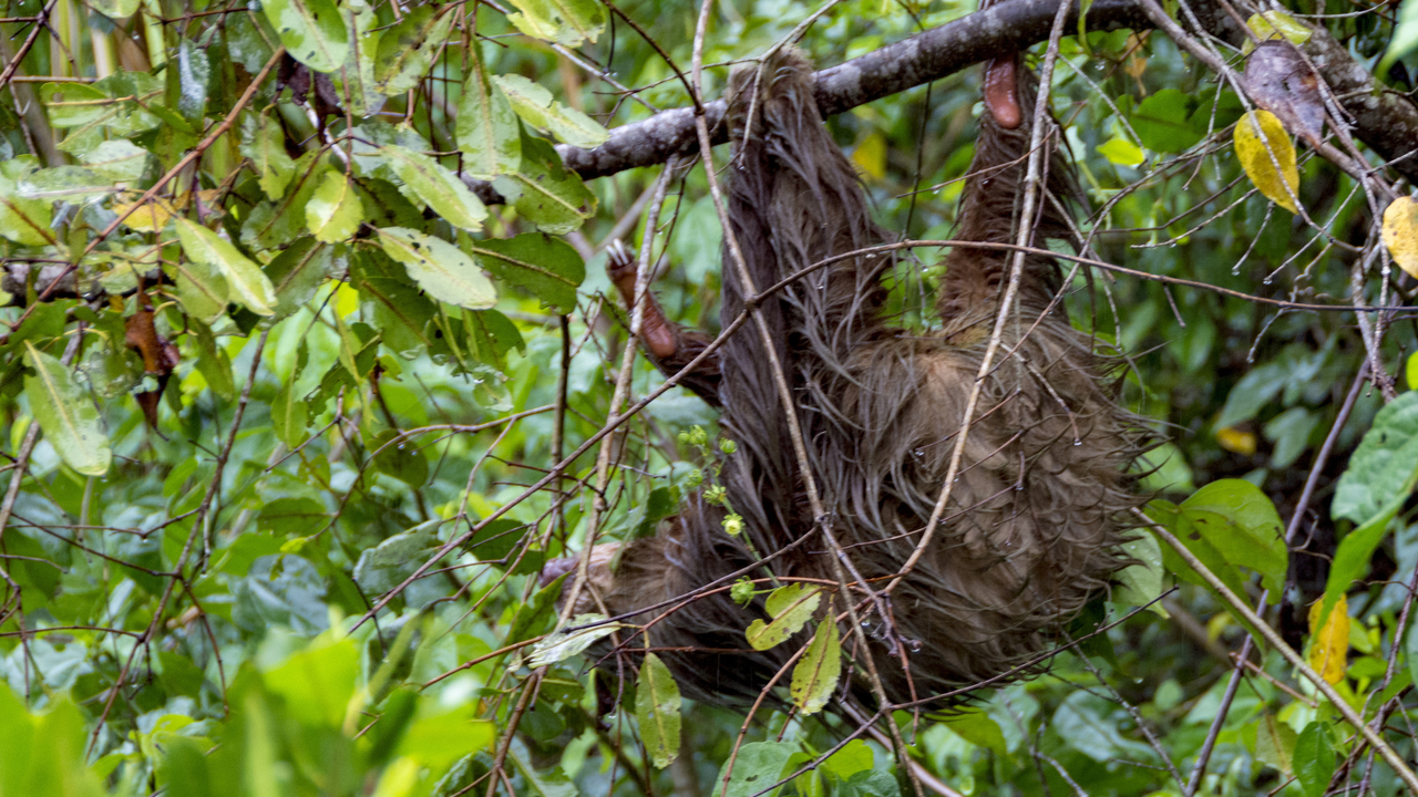 20171230 018   Tortuguero National Park, Puerto Limon, Limon, Costa Rica